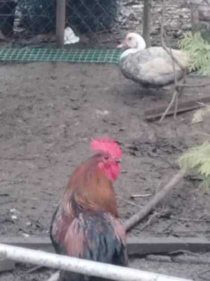 roczne koguty wiejskie ,kaczory sprzedam