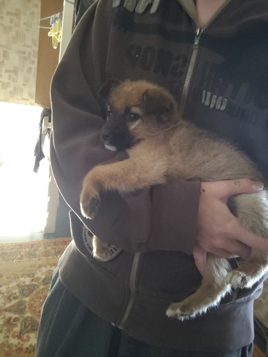 Цуценя дівчинка, 1,5-2 місяці