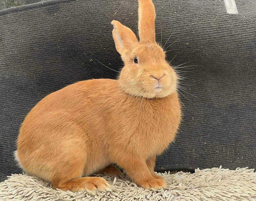 Продам кролі Бургунці