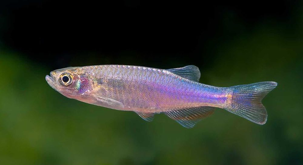 Danio roseus - Danio rosea - dowozimy do klienta, wysyłka cala Polska