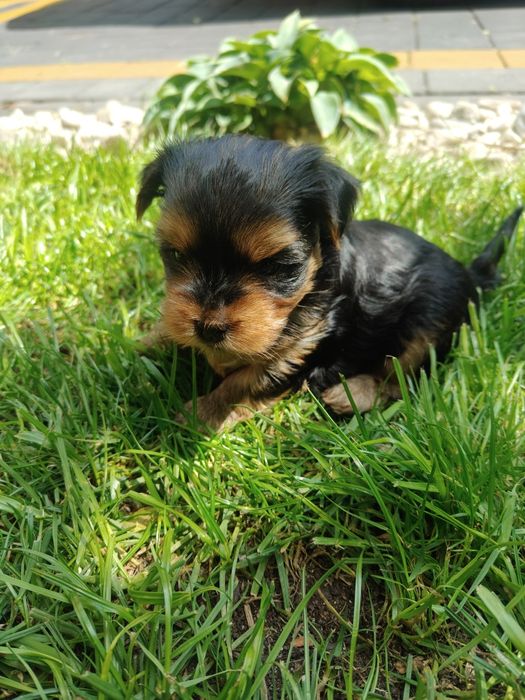 Yorkshire terrier