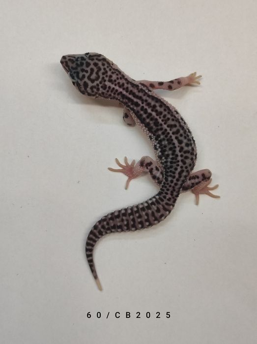 Gekon Lamparci Młode Samiczki Warszawa