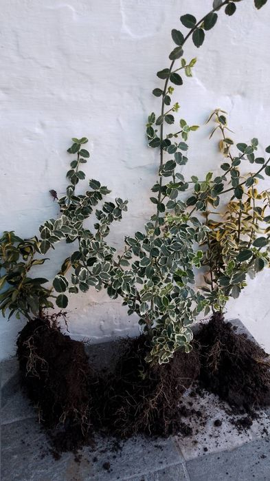 Бересклети вічнозелені