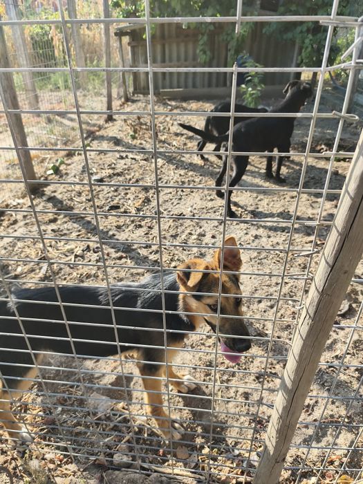 Cães para doar/ 2 machos / 1 fêmea
