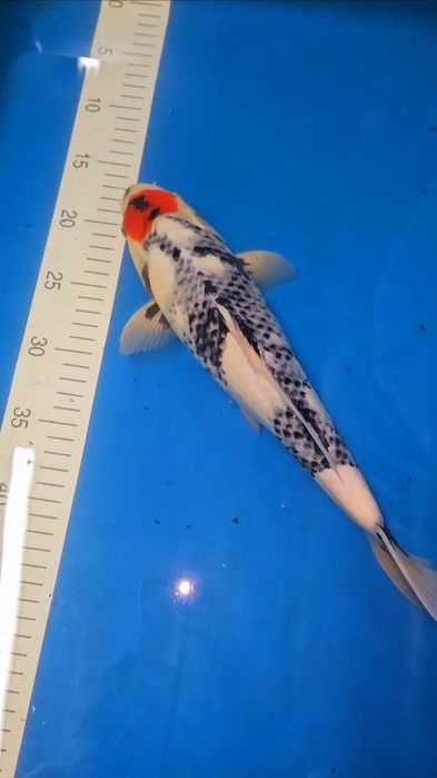 Carpa Koi - ISA - JUMBO TOSAI VHQ