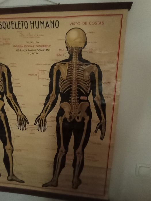 Mapa Esqueleto Humano