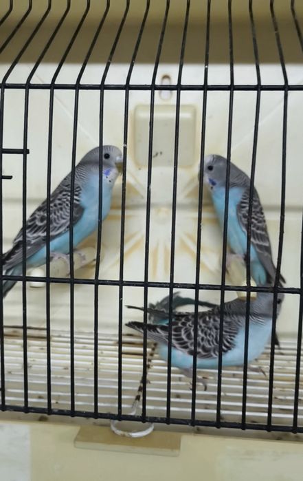 Periquitos australianos