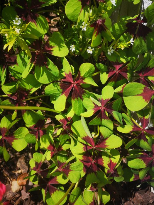 Plantas  trevos de 4 folhas
