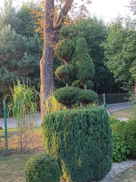 Drzewka i krzewy ozdobne