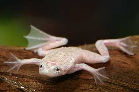 Karlik szponiasty oraz albino