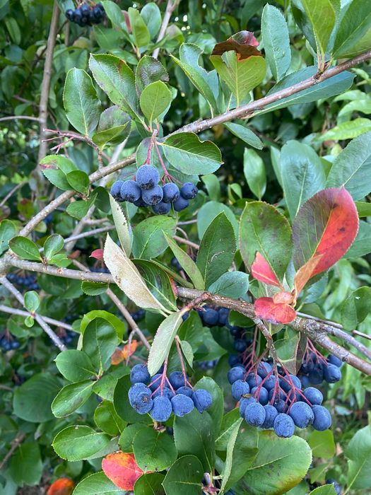 Owoce aronia 100% eko