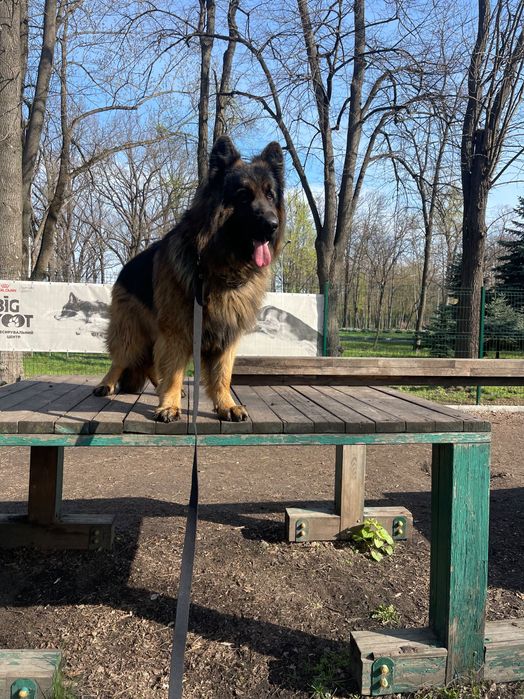 Щенки немецкого овчара и восточно-европейской овчарки