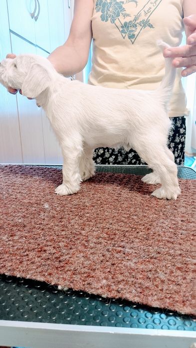 Sprzedam Sznaucer miniaturowy Biały FCI