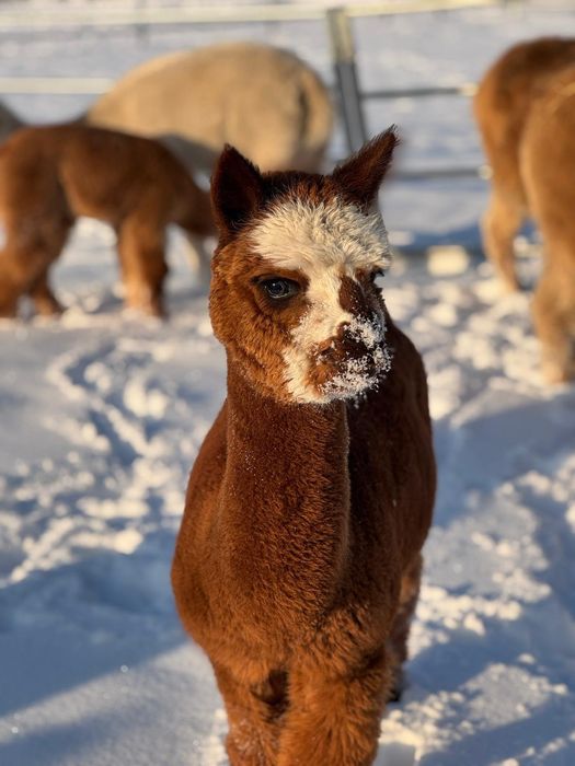 Sprzedam piękną samiczkę Alpaki! Młoda!