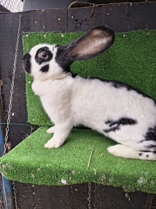 Srokacz niemiecki samica