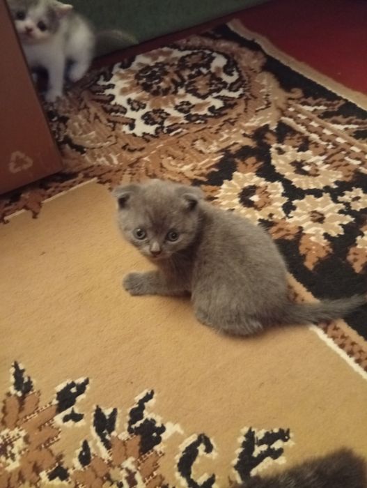 шотландские чистокровные котята