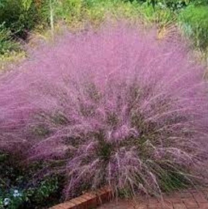 Trawa Miłka Okazała.. Eragrostis spectabilis
