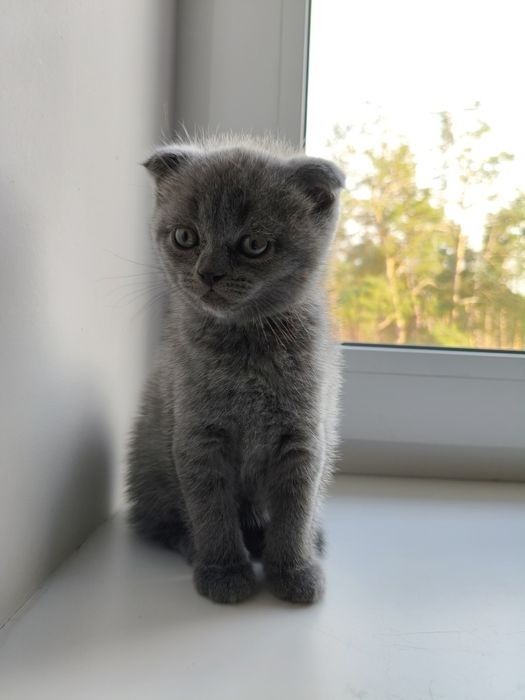 Шотландські висловухі кошенята (скотіш-фолд)