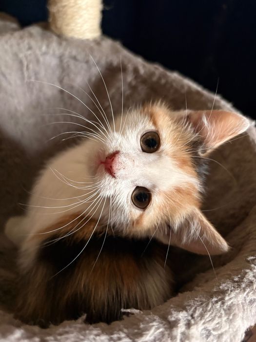 Кошенята шукають родину