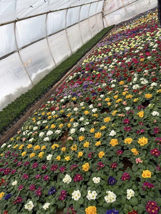 Продам оптом квіти: цикламен, примула звичайна і примула махрова