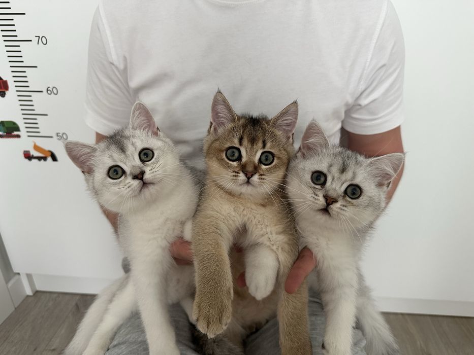 Кошенята шотландські короткошерсті