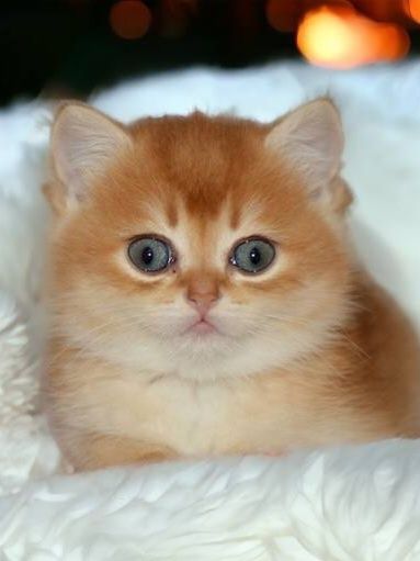Котики золота шиншила