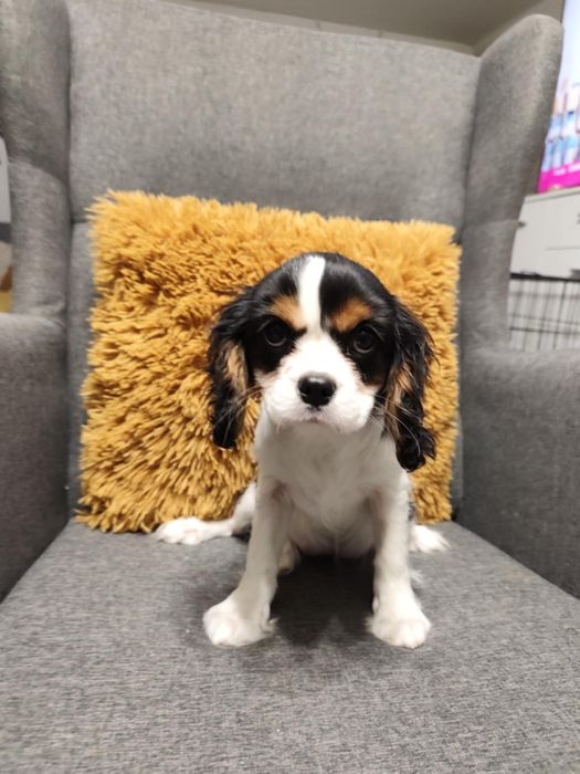 Cavalier King Charles spaniel, sunia