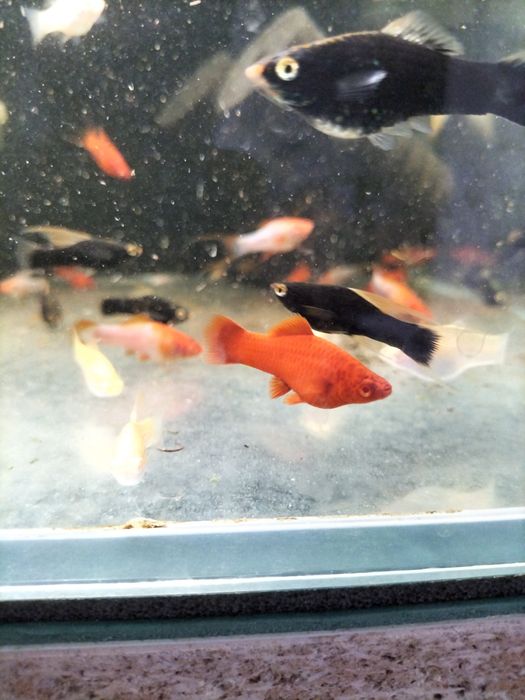 Mieczyk albino Red / Hamburg