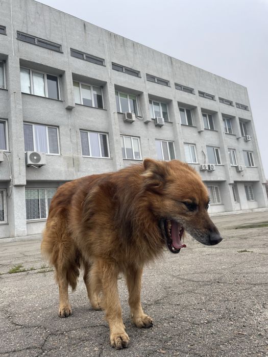 Собака шукає дім