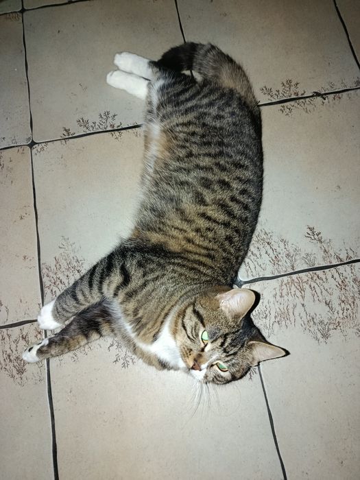 Отдам котенка в хорошие руки