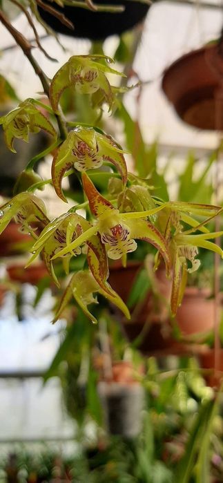 Vendo orquídea Dendrobium Hilda Poxon