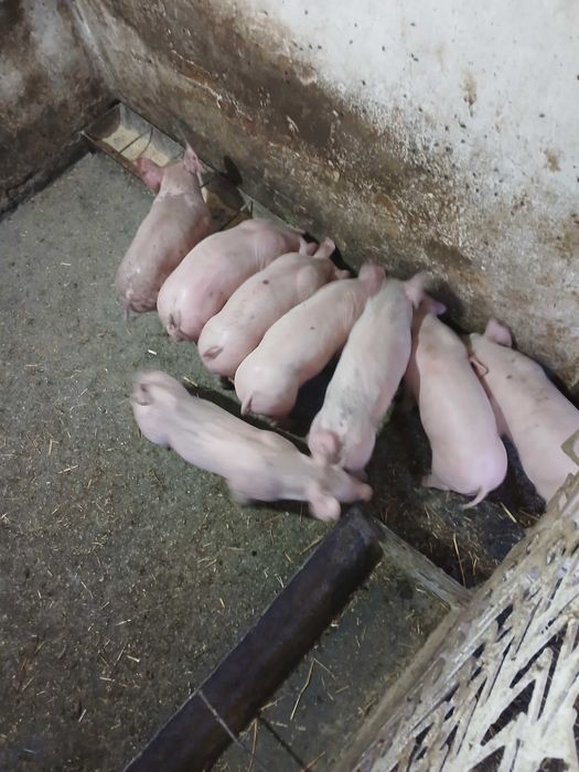 Поросята мясного напрямку
