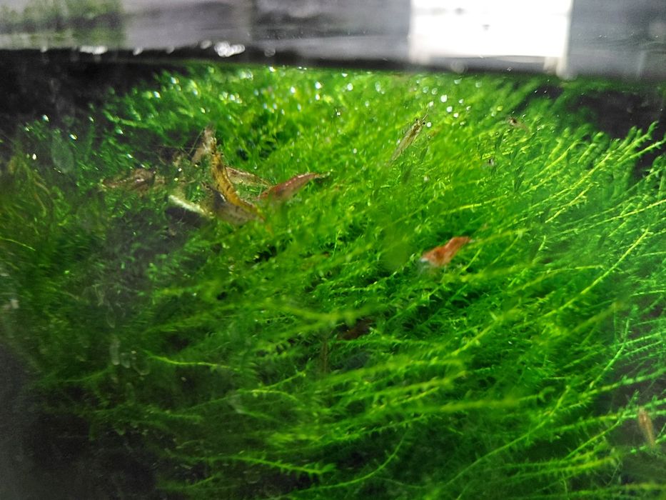 Продам мох акваріумний , мох для креветок,креветка неокардина, черрі.