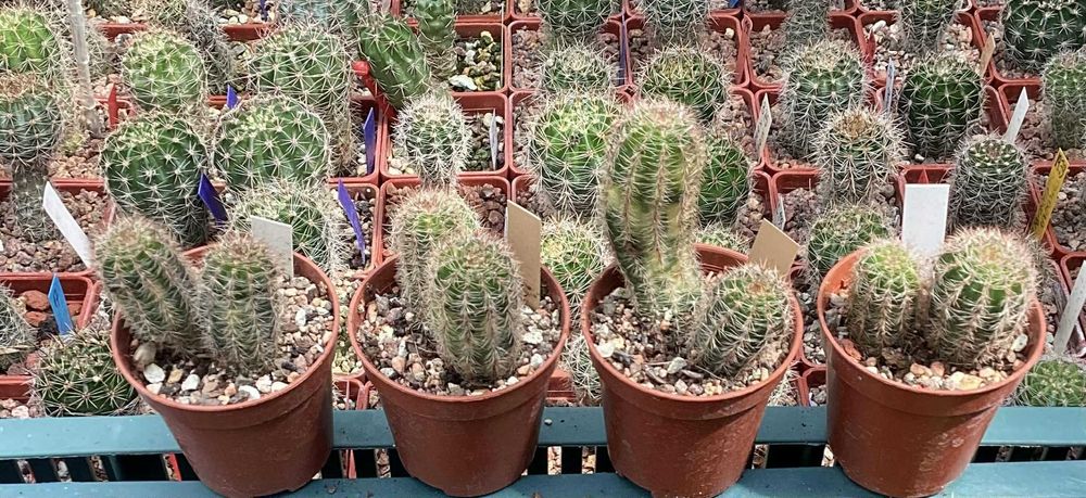 Lobivia aurea Variegata