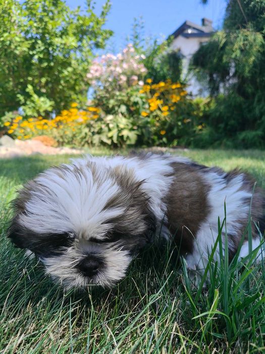 SHIH- TZU szczeniaczek