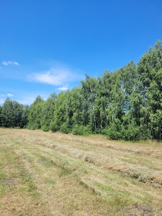 Sprzedam siano w kostkach