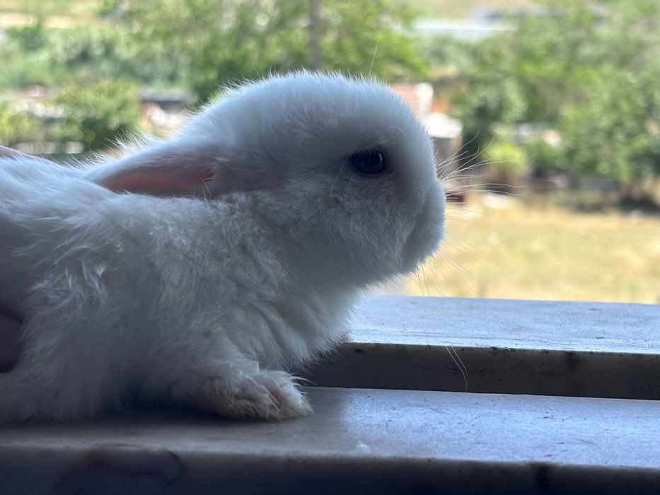 Coelho anão branco muito dócil