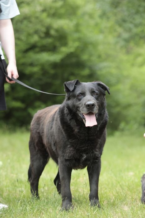 Tokaj - 5-letni, przyjazny psiak poleca się do adopcji