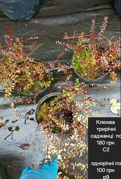 Брусниця( клюква,ірга, лохина, жимолость,горобина)