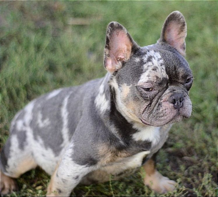 Хлопець блакитний мерле тан.