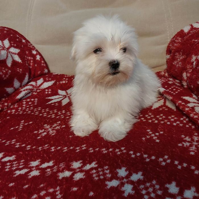 Śliczny samiec maltańczyk