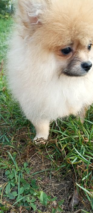 Простмаленькй янгол.