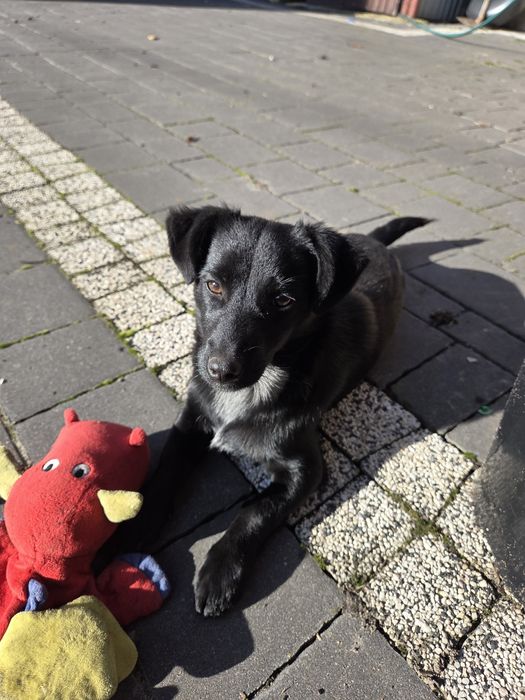 Sunia 6 miesięcy szuka domu