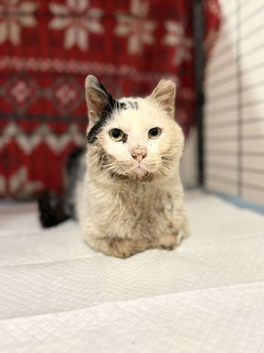 Biały, cudem uratowany, wyniszczony kotek, kot, adoptuj