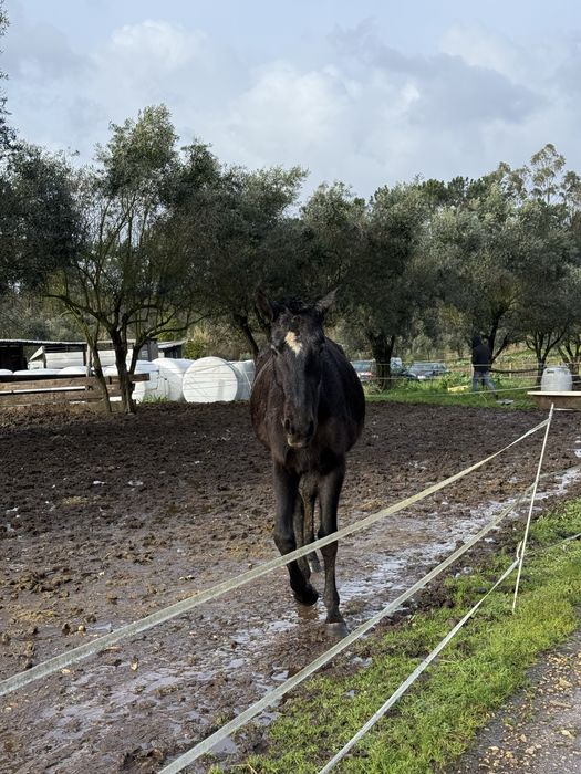 Vendo poldra a fazer 2 anos