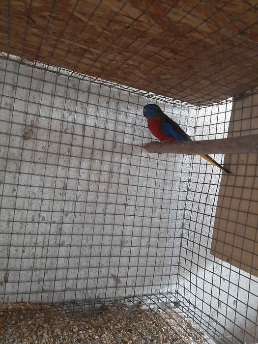 //algumas aves para ceder//