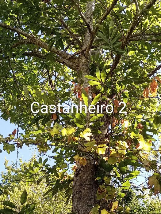 Castanheiros para madeira pela melhor oferta