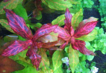 Alternanthera ROSANERVIG nowość