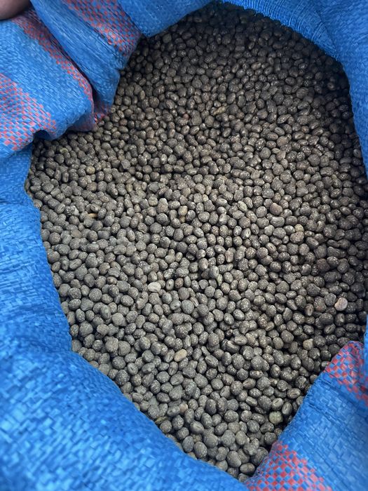 Sprzedam łubin gorzki wąskolistny niebieski