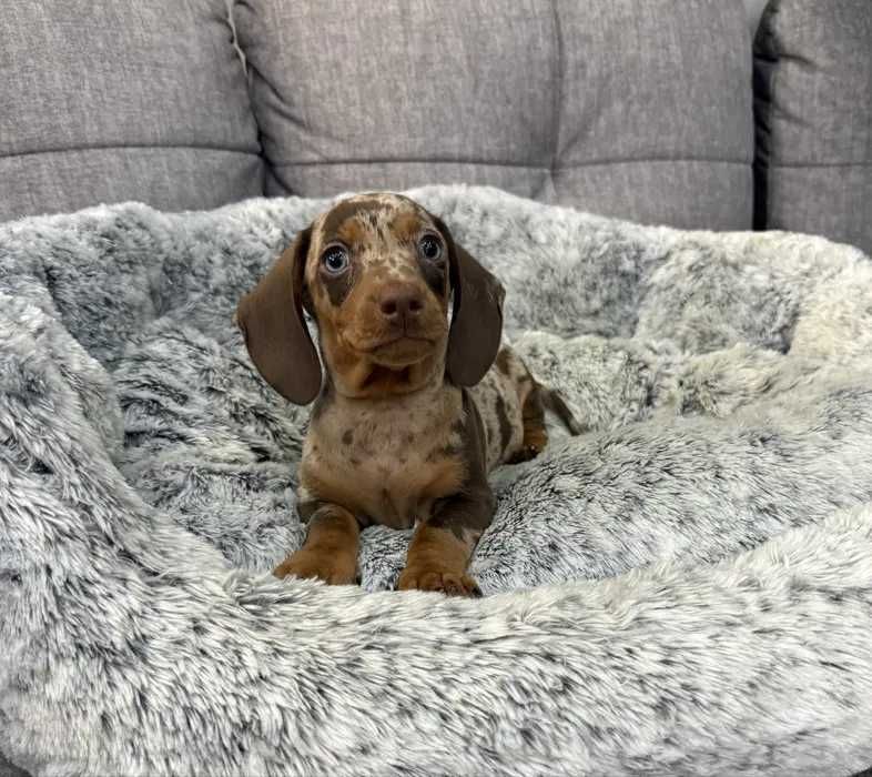 Teckel choco merle